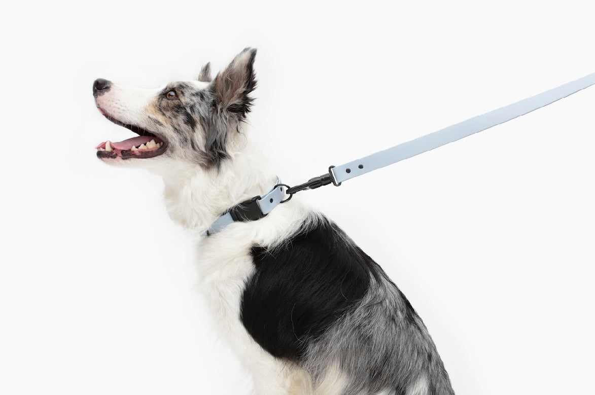 Signature Leash