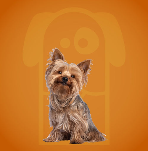 Sophisticated Basic Grooming Dog