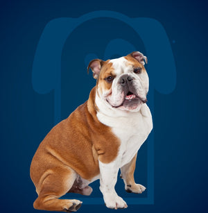 Luxury Full Dog Grooming
