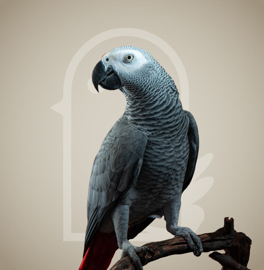 Sophisticated pampering Bird