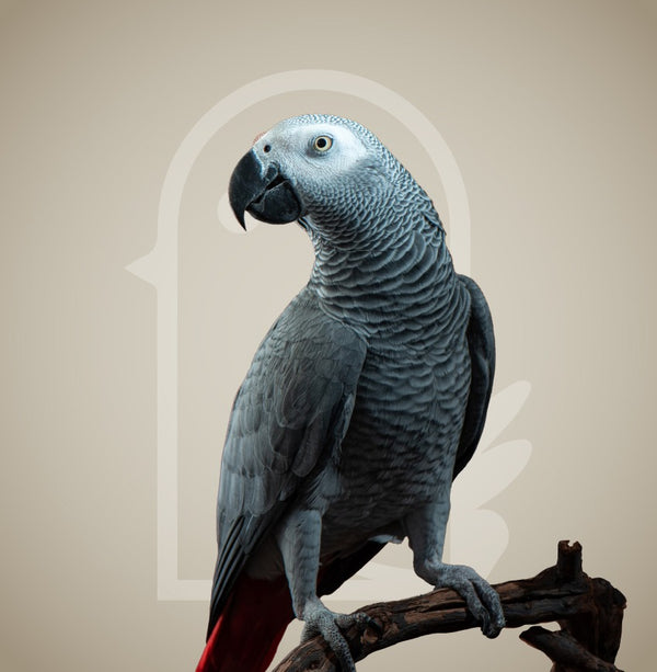 Sophisticated pampering Bird