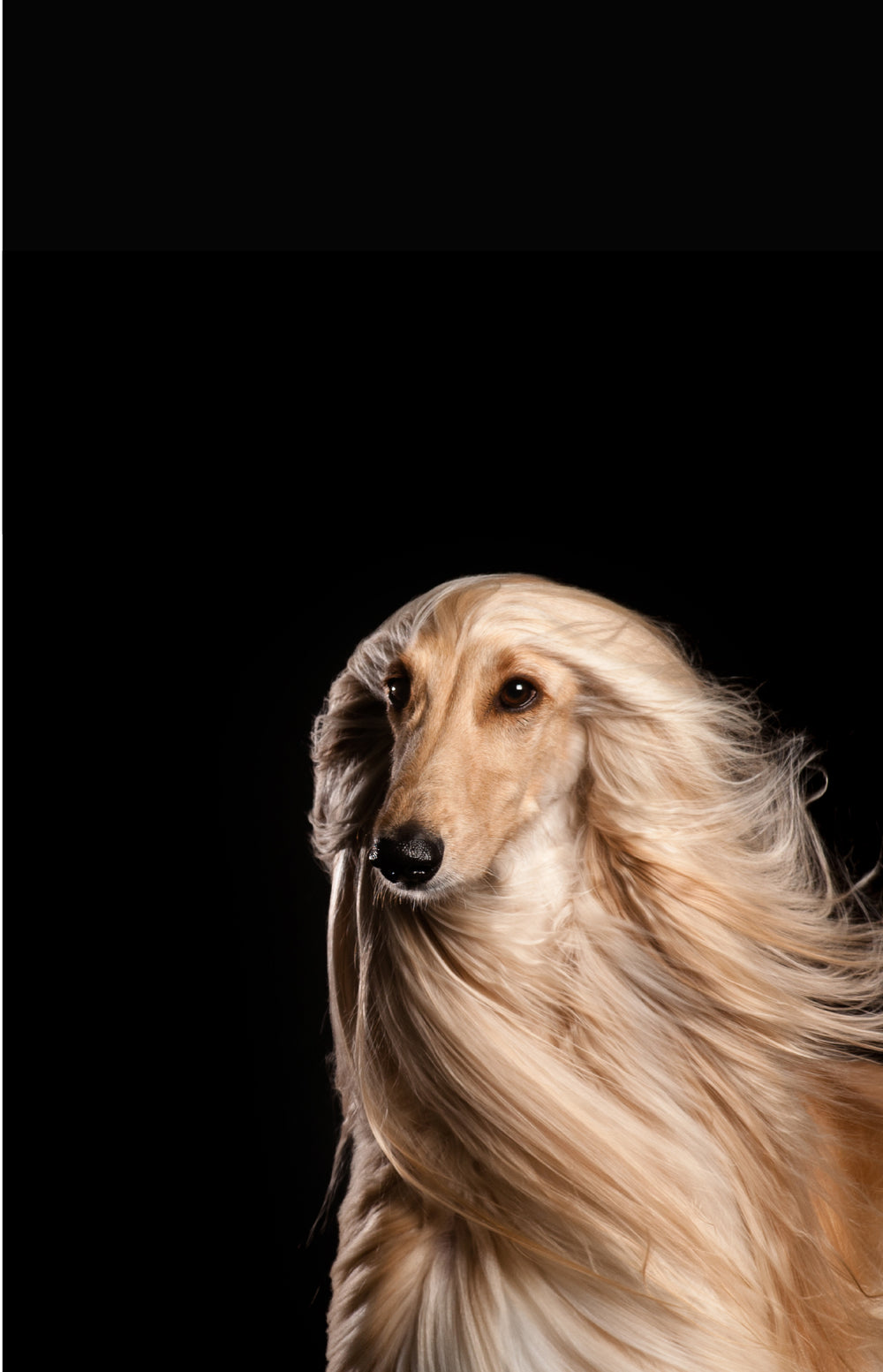 3 session Package Full Dog grooming (small)