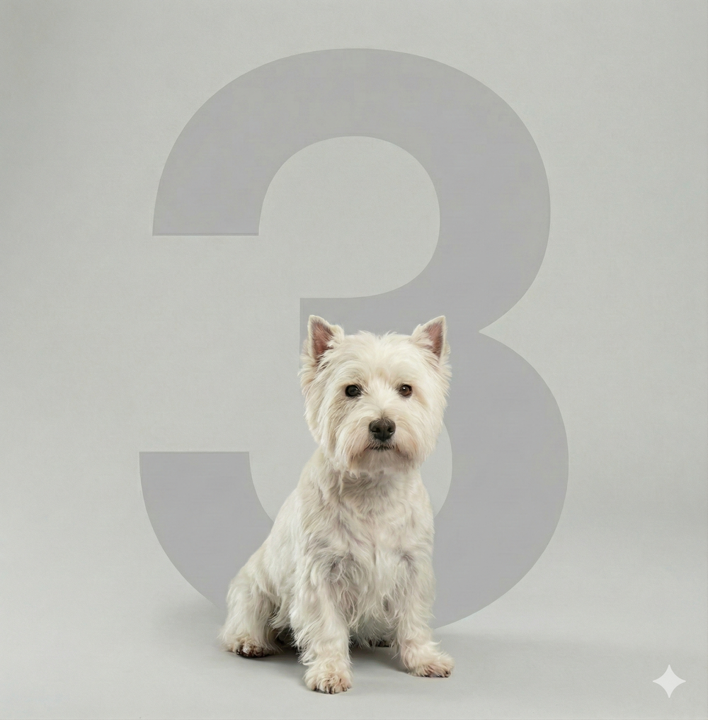 3 session Package Full Dog grooming (small)