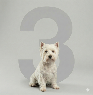 3 session Package Full Dog grooming (small)