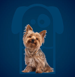 Luxury Full Dog Grooming