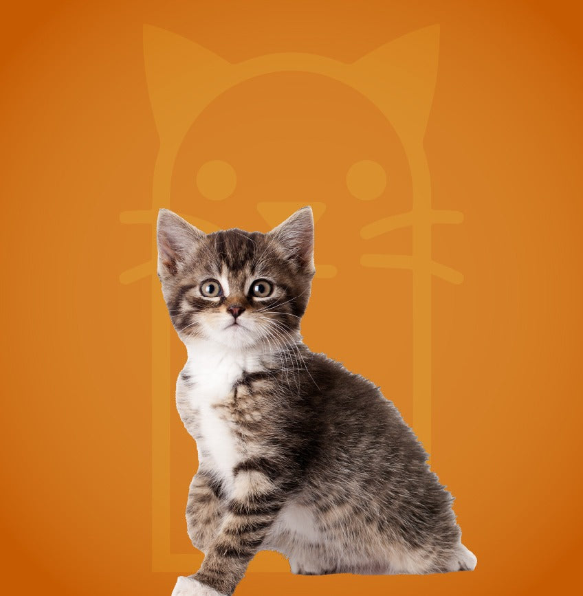 Sophisticated Basic Grooming Cats